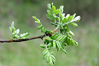 Sorbus domestica